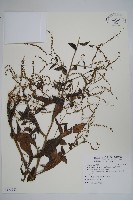 藏品(小花倒提壺)的圖片