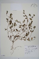 藏品(細纍子草)的圖片