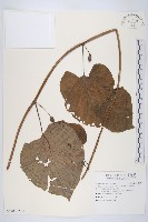 藏品(大萼旋花)的圖片