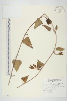 藏品(盒果藤)的圖片