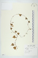 藏品(野牽牛)的圖片