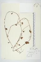 藏品(野牽牛)的圖片