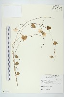 藏品(野牽牛)的圖片