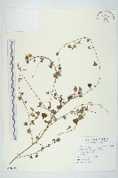 藏品(野牽牛)的圖片