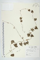 藏品(野牽牛)的圖片