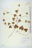 藏品(野牽牛)的圖片