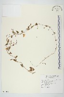 藏品(野牽牛)的圖片