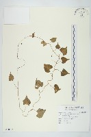 藏品(野牽牛)的圖片