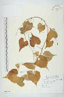 藏品(野牽牛)的圖片