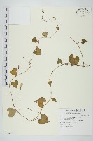 藏品(野牽牛)的圖片