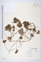 藏品(銳葉牽牛)的圖片