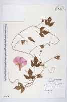 藏品(銳葉牽牛)的圖片