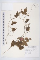 藏品(銳葉牽牛)的圖片