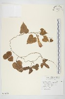 藏品(銳葉牽牛)的圖片