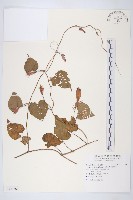 藏品(銳葉牽牛)的圖片