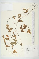 藏品(銳葉牽牛)的圖片