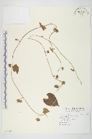 藏品(白花牽牛)的圖片