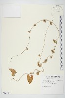 藏品(白花牽牛)的圖片