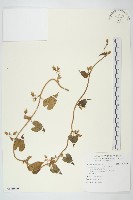 藏品(白花牽牛)的圖片