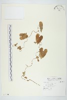 藏品(白花牽牛)的圖片