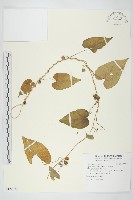 藏品(白花牽牛)的圖片