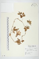 藏品(番仔藤)的圖片