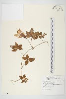 藏品(番仔藤)的圖片