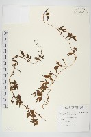 藏品(番仔藤)的圖片