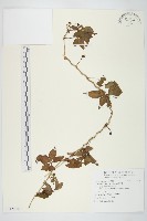 藏品(番仔藤)的圖片