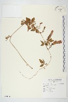 藏品(番仔藤)的圖片