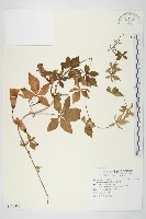 藏品(番仔藤)的圖片