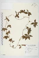 藏品(番仔藤)的圖片