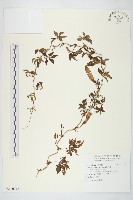 藏品(番仔藤)的圖片