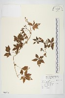 藏品(番仔藤)的圖片