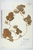 藏品(碗仔花)的圖片