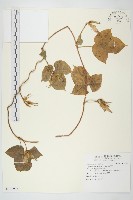 藏品(碗仔花)的圖片