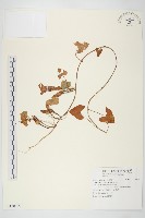 藏品(海牽牛)的圖片