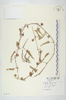 藏品(甕菜、空心菜)的圖片