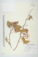 藏品(甕菜、空心菜)的圖片