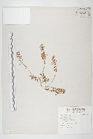 藏品(土丁桂)的圖片