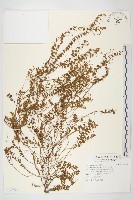 藏品(土丁桂)的圖片