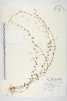 藏品(土丁桂)的圖片