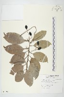 藏品(亨利氏伊立基藤)的圖片