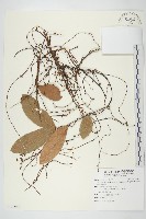 藏品(臺灣菟絲子)的圖片