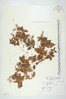 藏品(菟絲子)的圖片