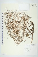 藏品(菟絲子)的圖片