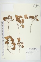 藏品(濱旋花)的圖片