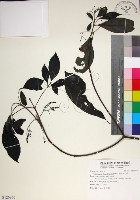 藏品(薄葉玉心花)的圖片