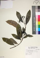 藏品(薄葉玉心花)的圖片