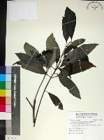 藏品(薄葉玉心花)的圖片